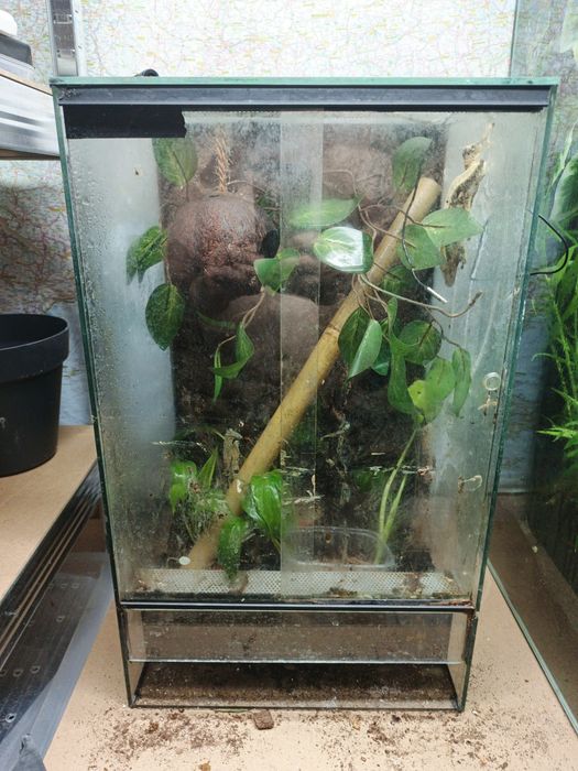 Sprzedam terrarium z roślinami ozdobnymi