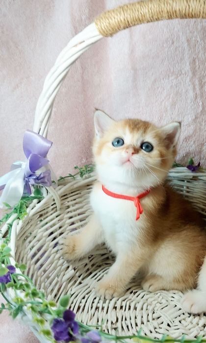 Малюки золота шиншила