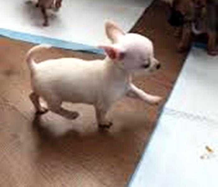 Chihuahua piesek