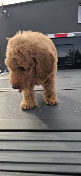 Goldendoodle f1b standard