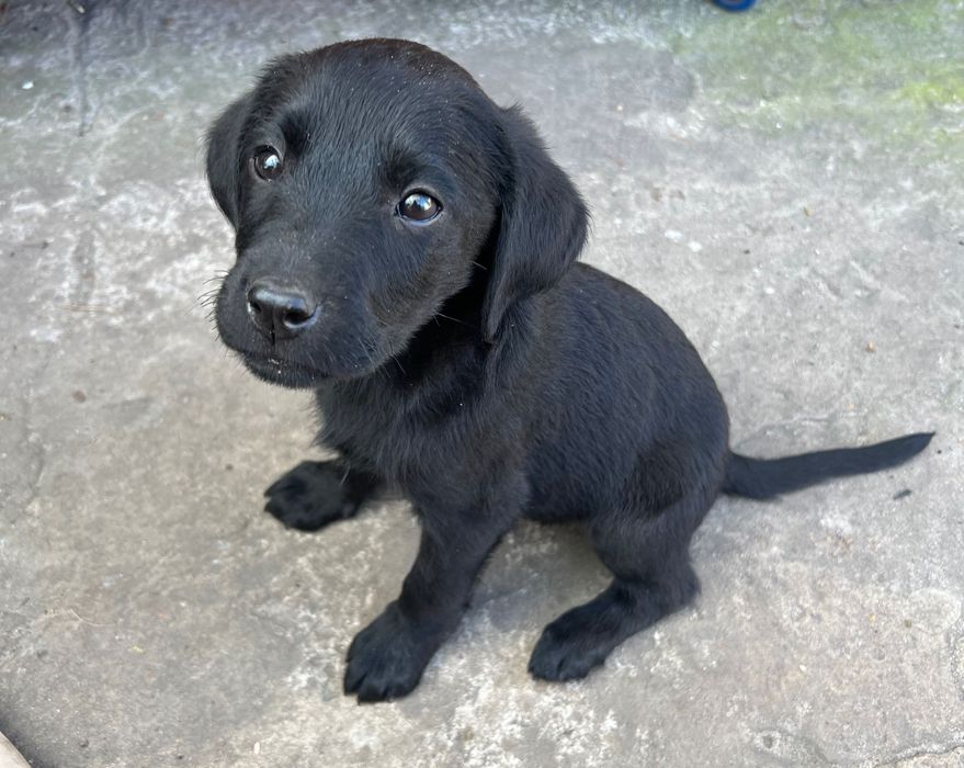 Лабрадор ретривер