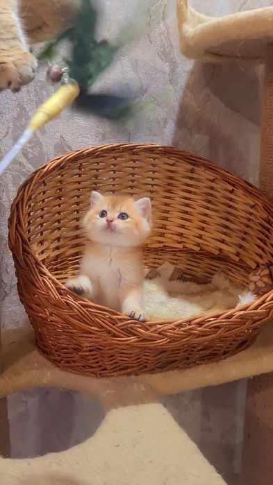 Щекастый золотой шиншилленок