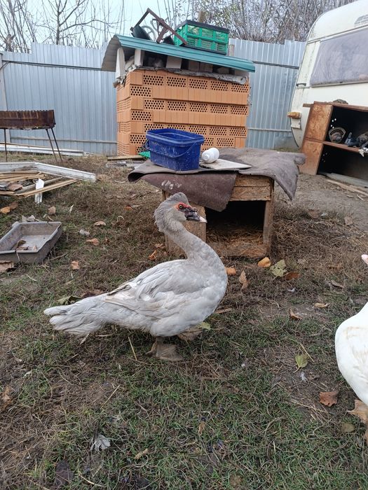 ЛАВАНДОВІ качки,шипуни,мускуси