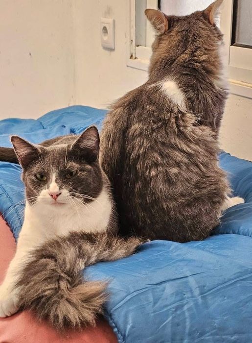 Duas gatinhas com 1 ano para adopcao