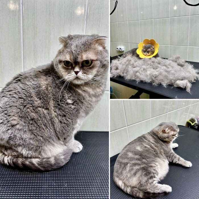 Грумер. Грумінг салон «WooHo». Стрижка тварин.