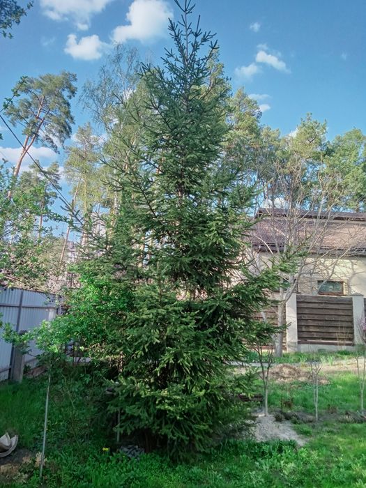 Продам високу живу ялинку
