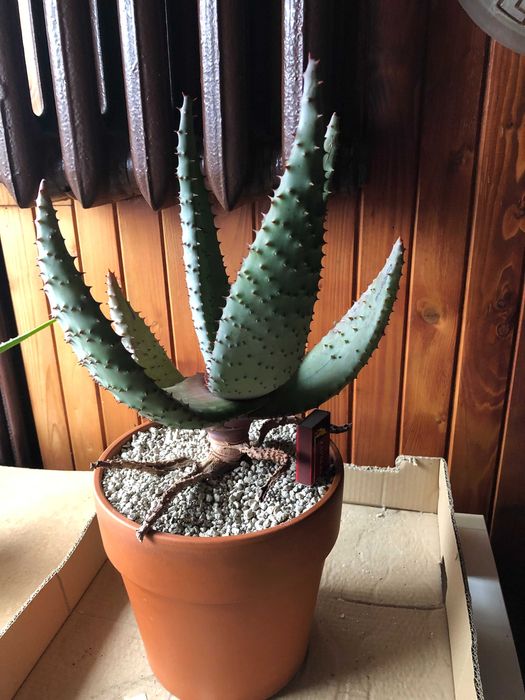 Aloes uzbrojony, Aloe Ferox - rzadki okaz dla kolekcjonera