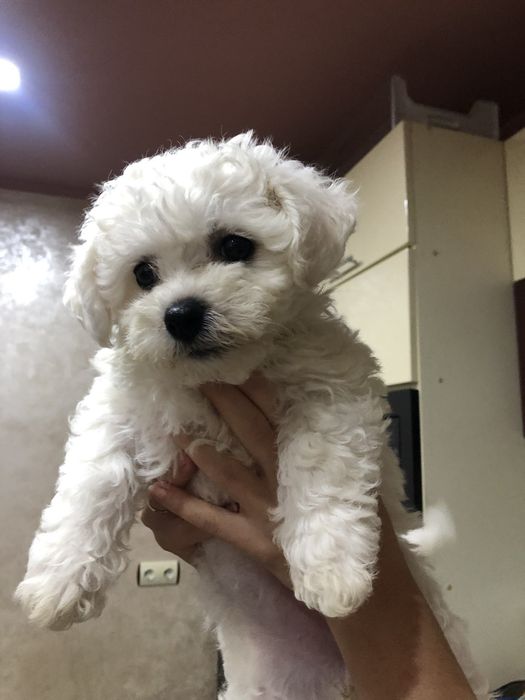 Бішон Фрізе цуценята,щенки Бишон фризе.Доставка по регіону.