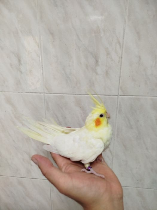 Caturra criada á mão