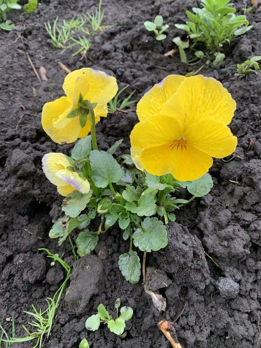 Продаю квіти віола-братчики.