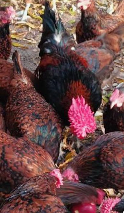 Jaja lęgowe welsumer  Red Caps wandota WAYNDOTTA Ayam