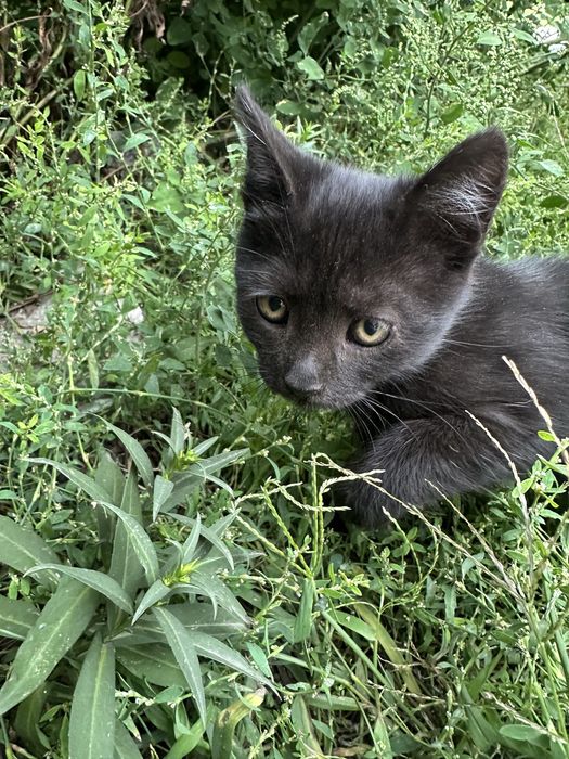 Котик, кошеня, кіт
