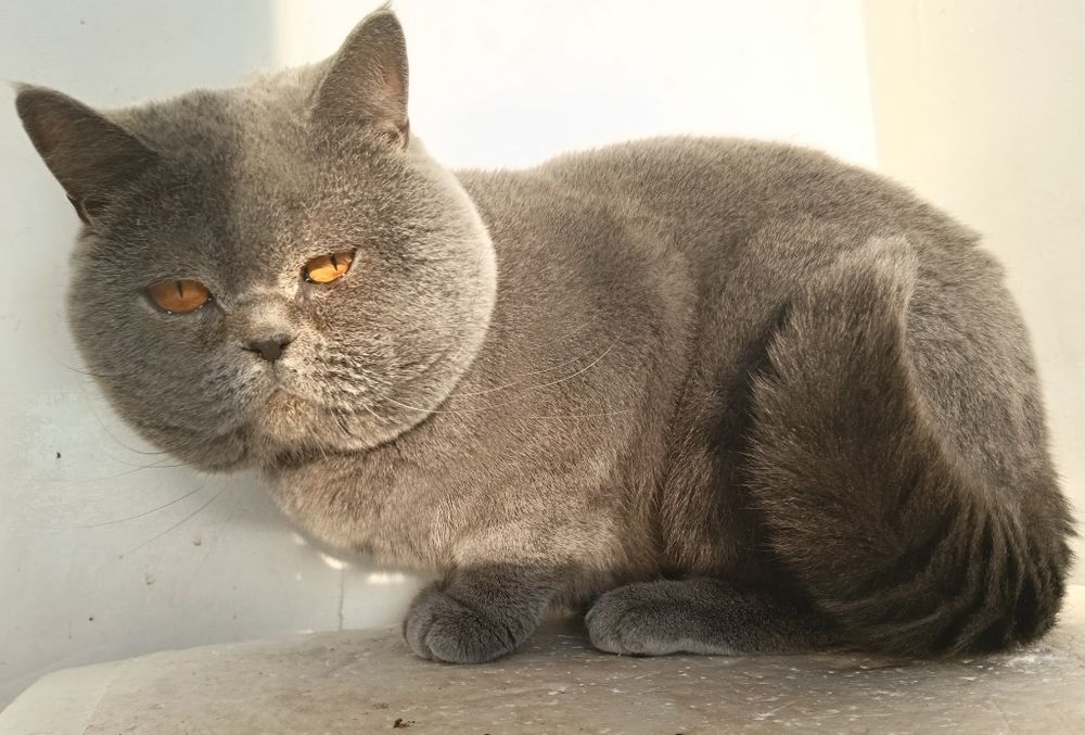 Молодий скотіш страйт.