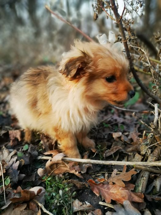 Groszka -  cudny szczeniaczek szuka domu