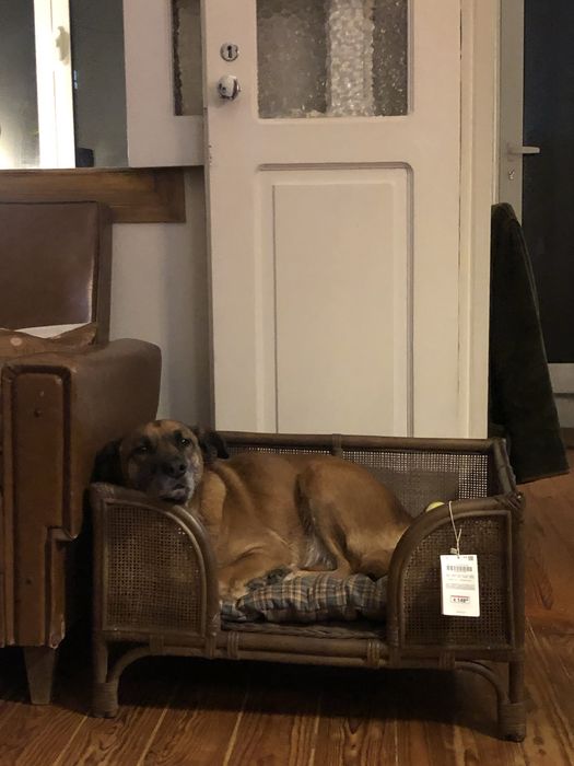 Cama cão Zara Home