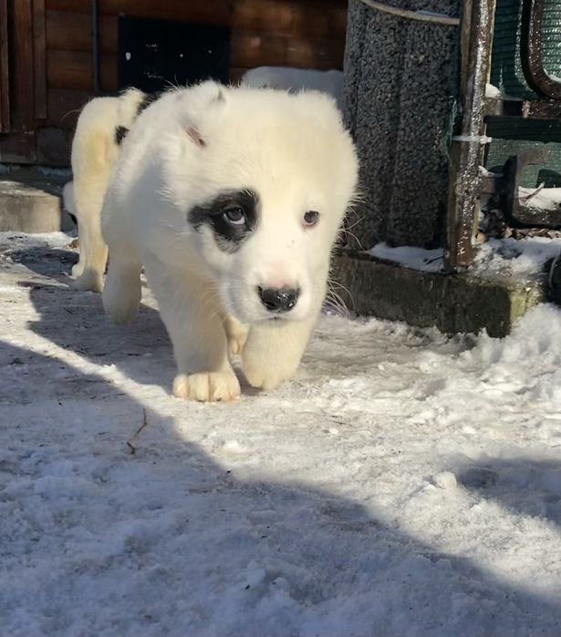 Щенки сао алабай среднеазиатская овчарка