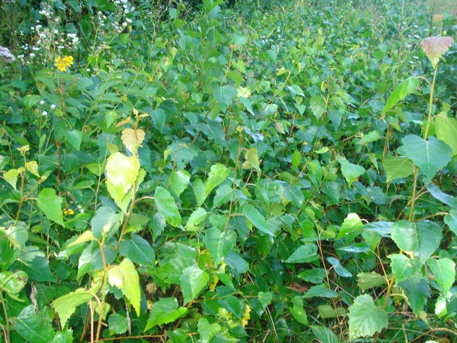 Brzoza 5 m Czarna i Biała grab buk