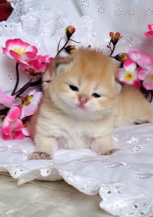 MILASHKI_KITTENS - котики, которые покоряют сердца). Золотая шиншилла.