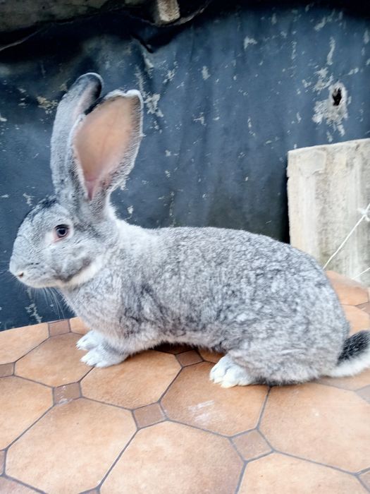 Самець Шиншила вік 9 міс