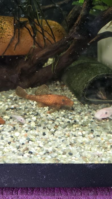 Ancistrus super red
