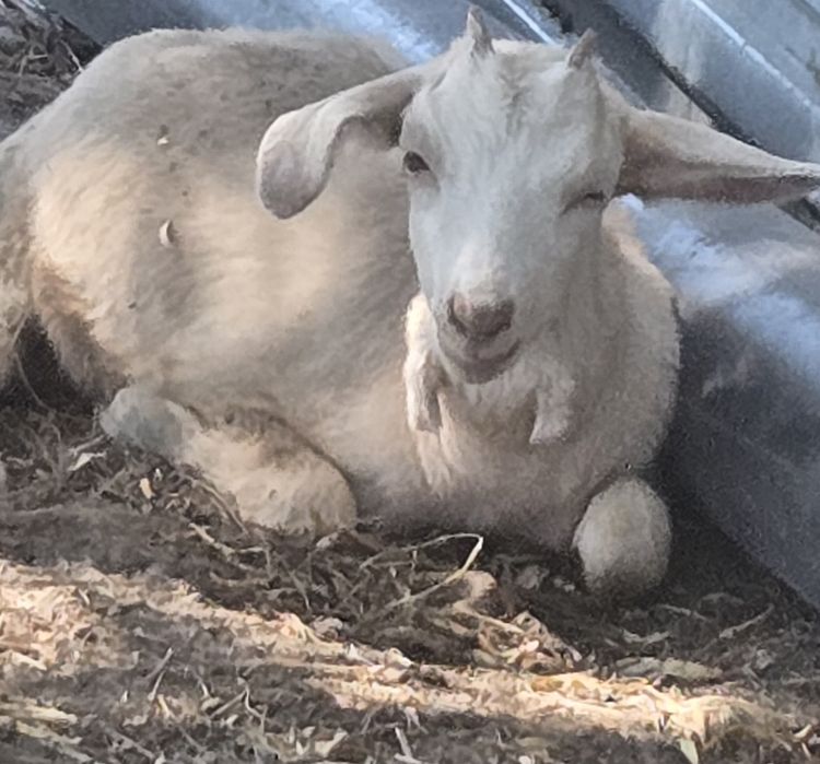 Mleko kozie na sprzedaz
