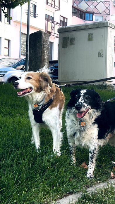 Au & Miau Lisboa – Pet Sitting e Cuidados de Animais