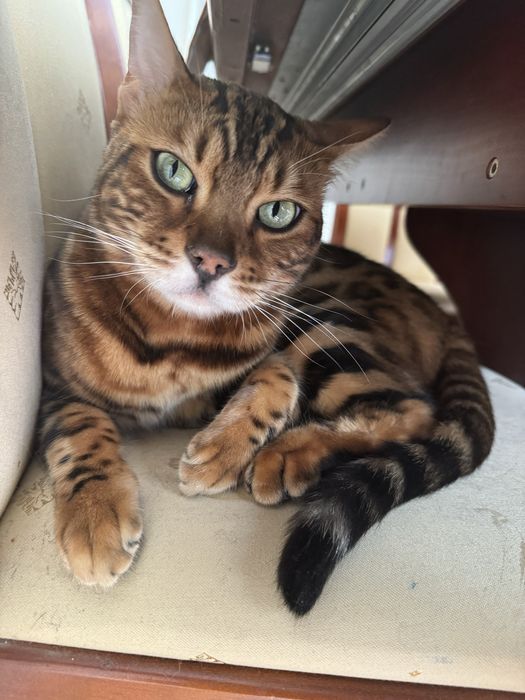 Hotel dla zwierzat / Petsistter