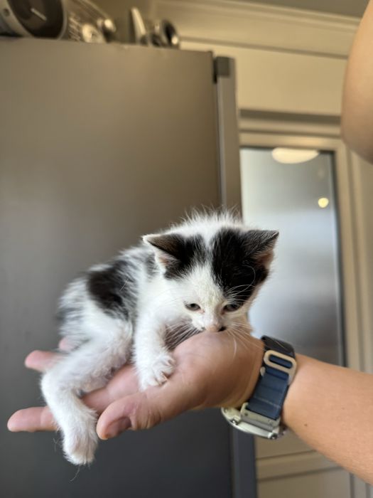 Кошенята 2 місяці