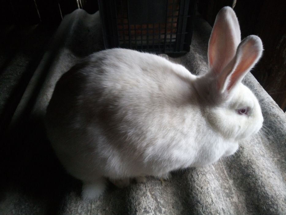 Кролі,кроленята, кролиці