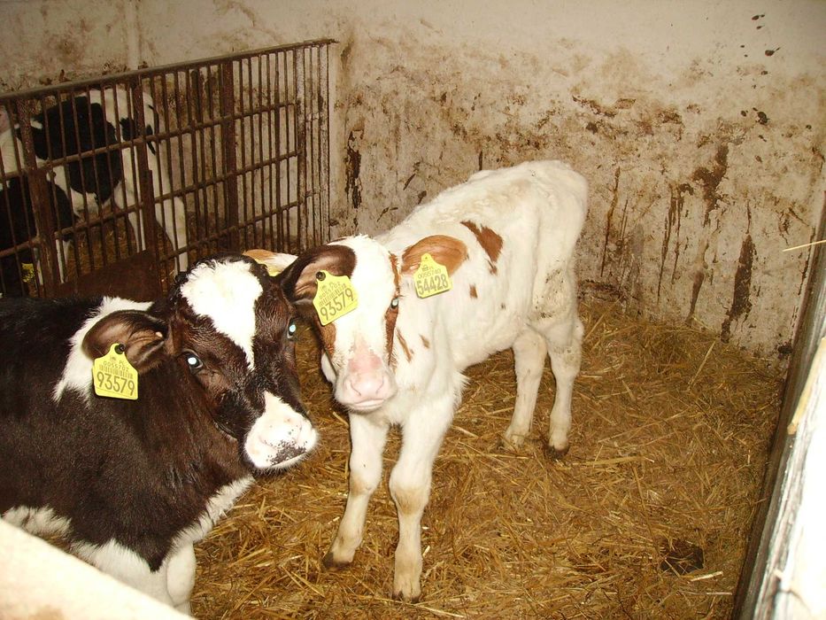 jałówki i cieliczki mięsne