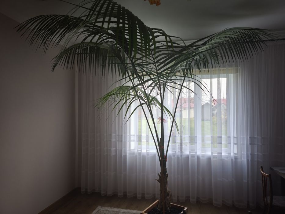 Пальма кімнатна .