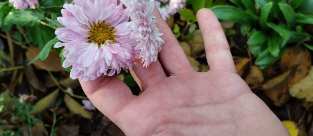 Хризантеми     .