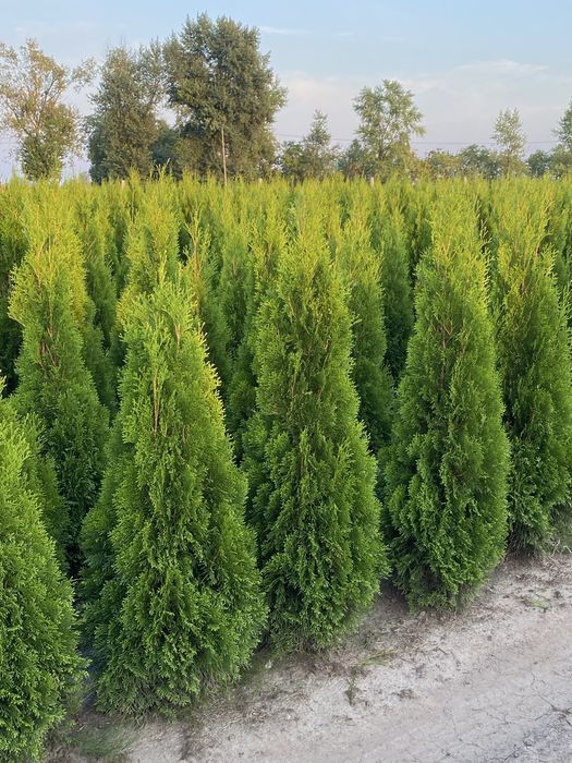 Tuja Szmaragd 140-150cm DOSTAWA ‼️ SADZENIE ‼️ PRODUCENT