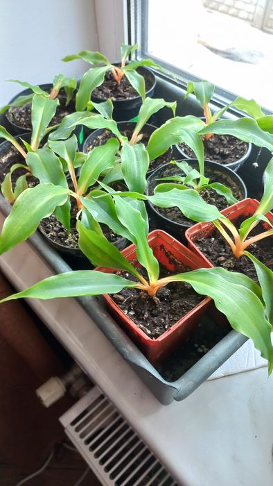 Цветы комнатные, для интерьера.