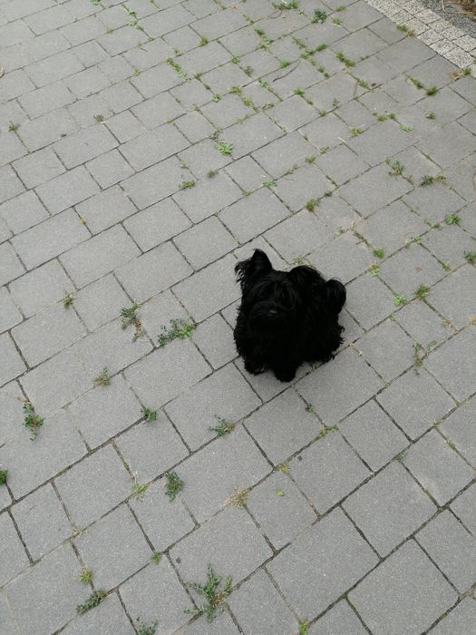 York Yorkshire Terrier Black sunia  rodowód