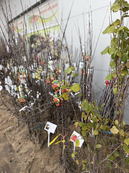 Drzewka i krzewy owocowe, jablon, grusza, porzeczka, agrest, sliwa