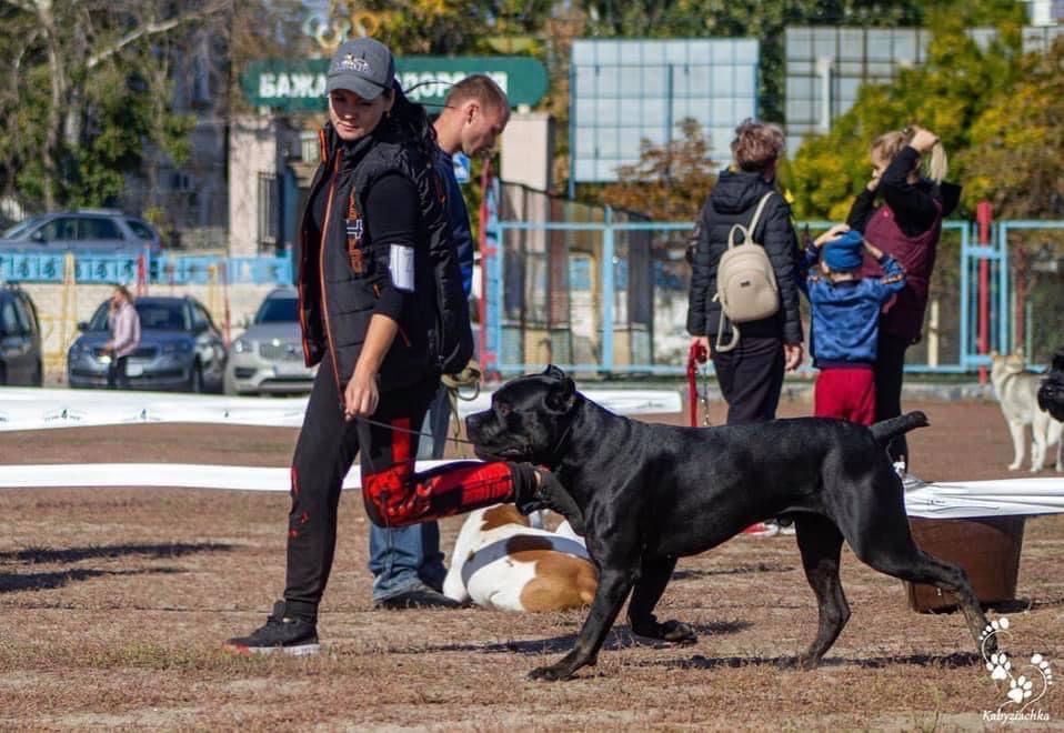 Професійний кінолог. Інструктор та суддя з робочих якостей КСУ
