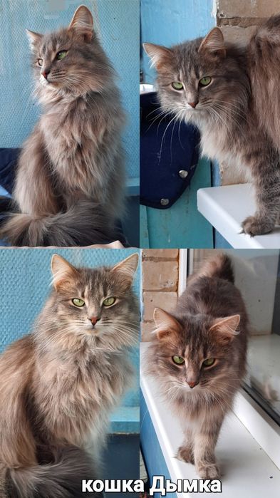Стерилизованые котики и кошечки ищт семью