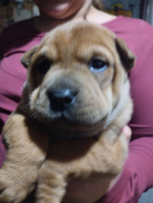 Цуценята хлопчики