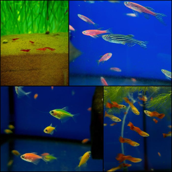Аквариумные рыбки