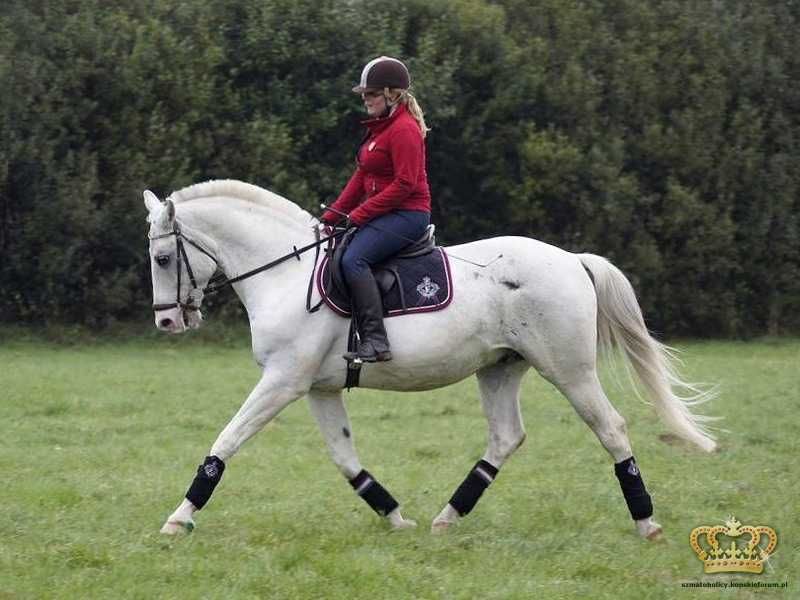 Likwidacja kolekcji! Czaprak Euro-Star Excellent black/cherry 2012 VS