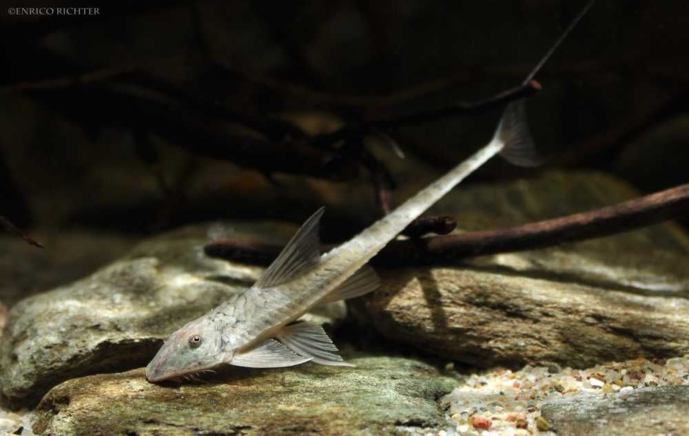 GB Loricaria "Brown" Brązowa - dowóz ryb!