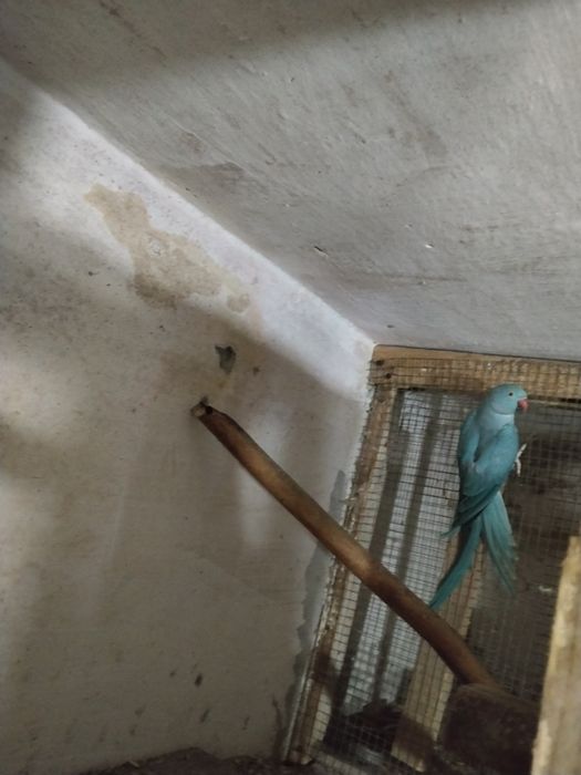 Aleksandretta obrożna samica lęgowa