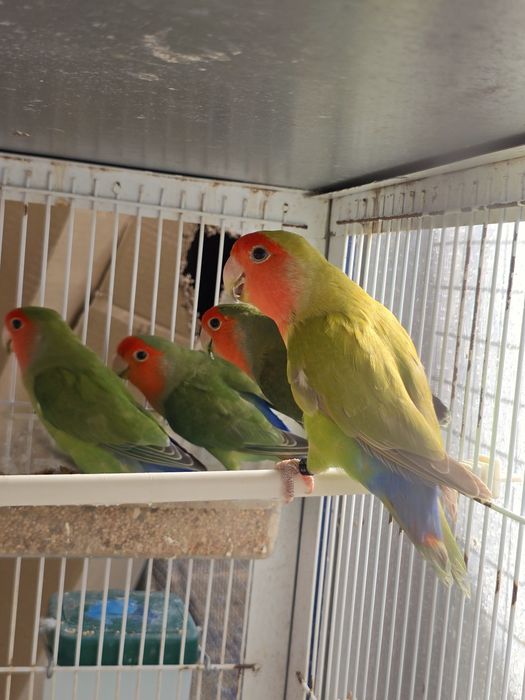 Agapornis Roseicollis Machos