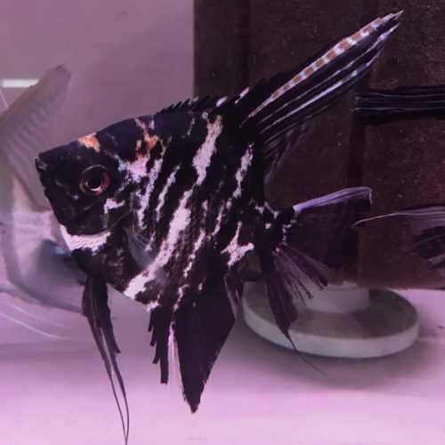 Żaglowiec skalar odmiana MARMURKOWA - Pterophyllum - dowóz, wysyłka