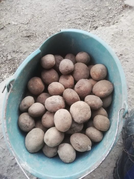 Картопля насінева середня тайфун, бобок, білароса