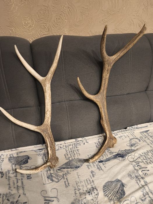 Sprzedam  cena 200 zł waga 2 kilogramy