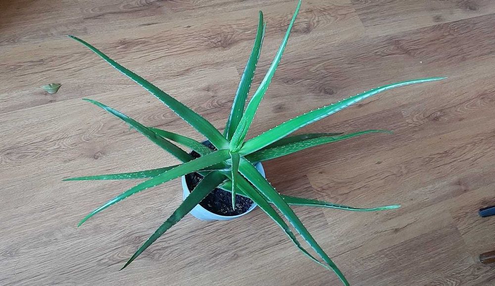 Aloe Vera  Aloes leczniczy Duży
