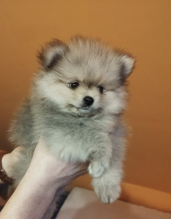Zkwp Pomeranian szpic miniaturowy