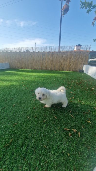 Menino Bichon Maltês disponível